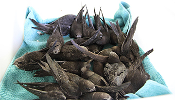 Au secours des oiseaux sauvages : le Centre de sauvegarde a besoin de vous !